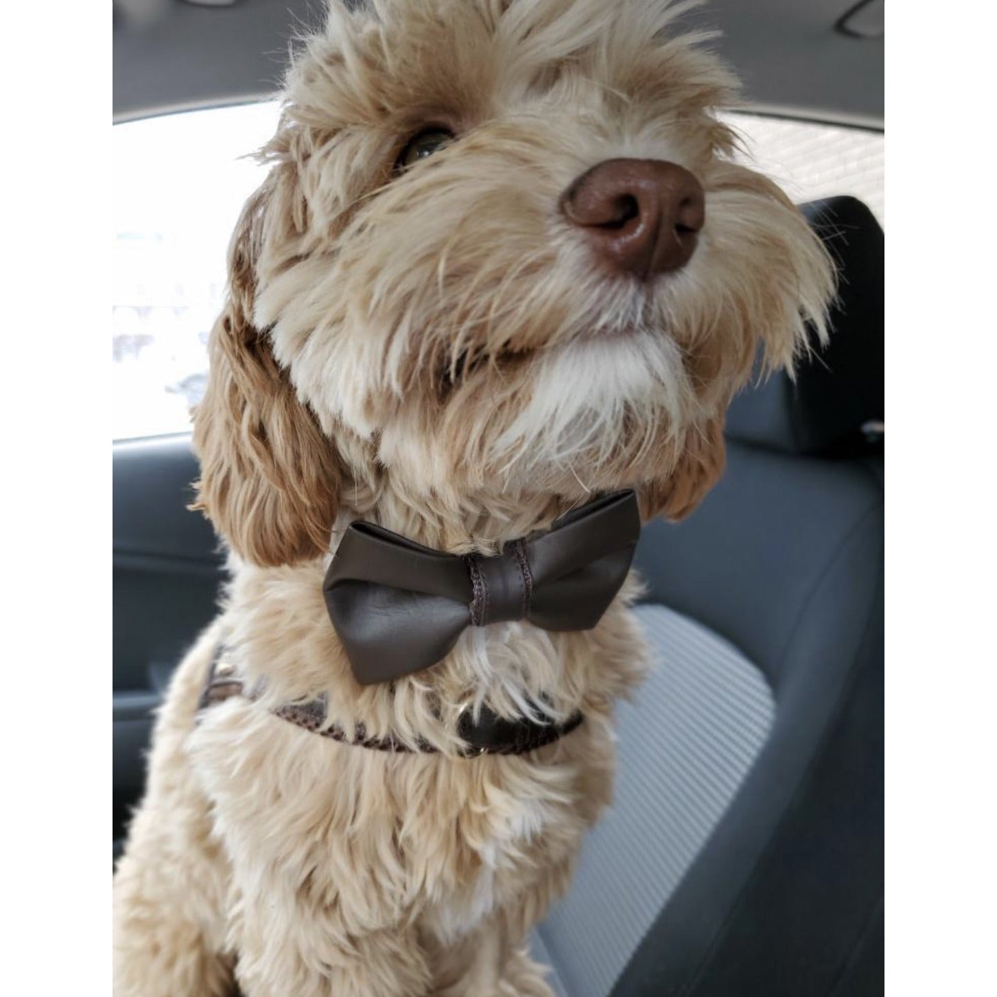 Grizzly Brown Collar