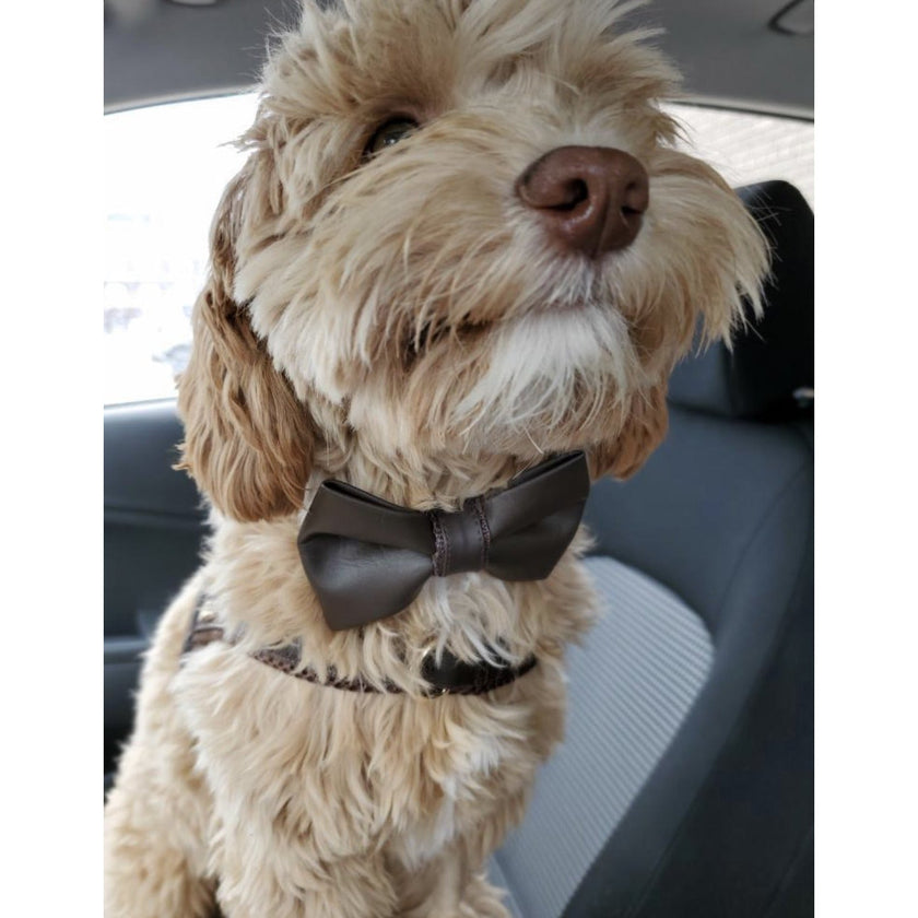 Grizzly Brown Collar