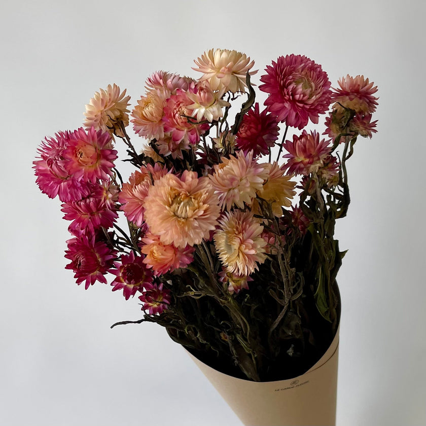 Immortelles roses