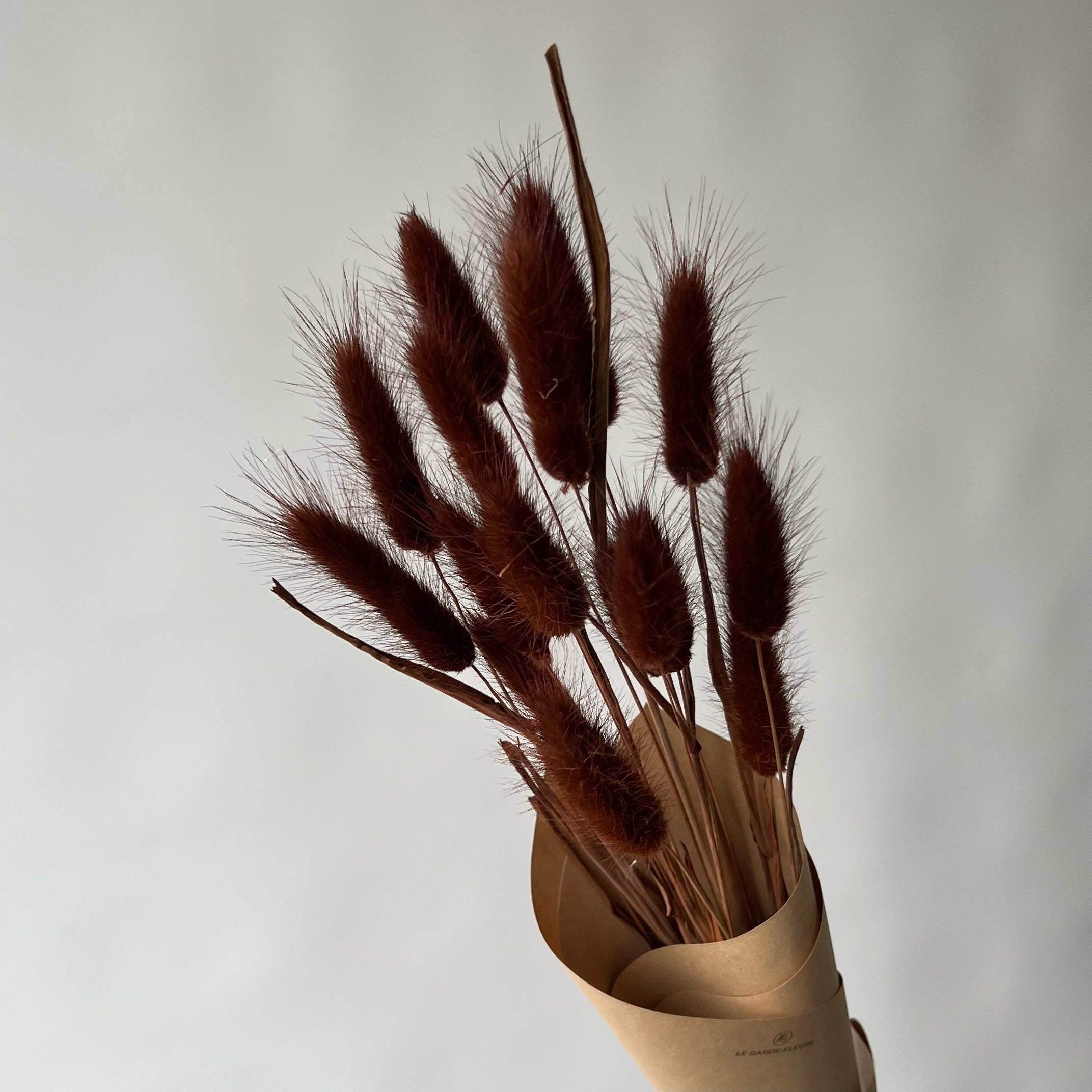 Lagurus marron