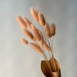 Lagurus pêche