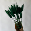 Lagurus vert forêt