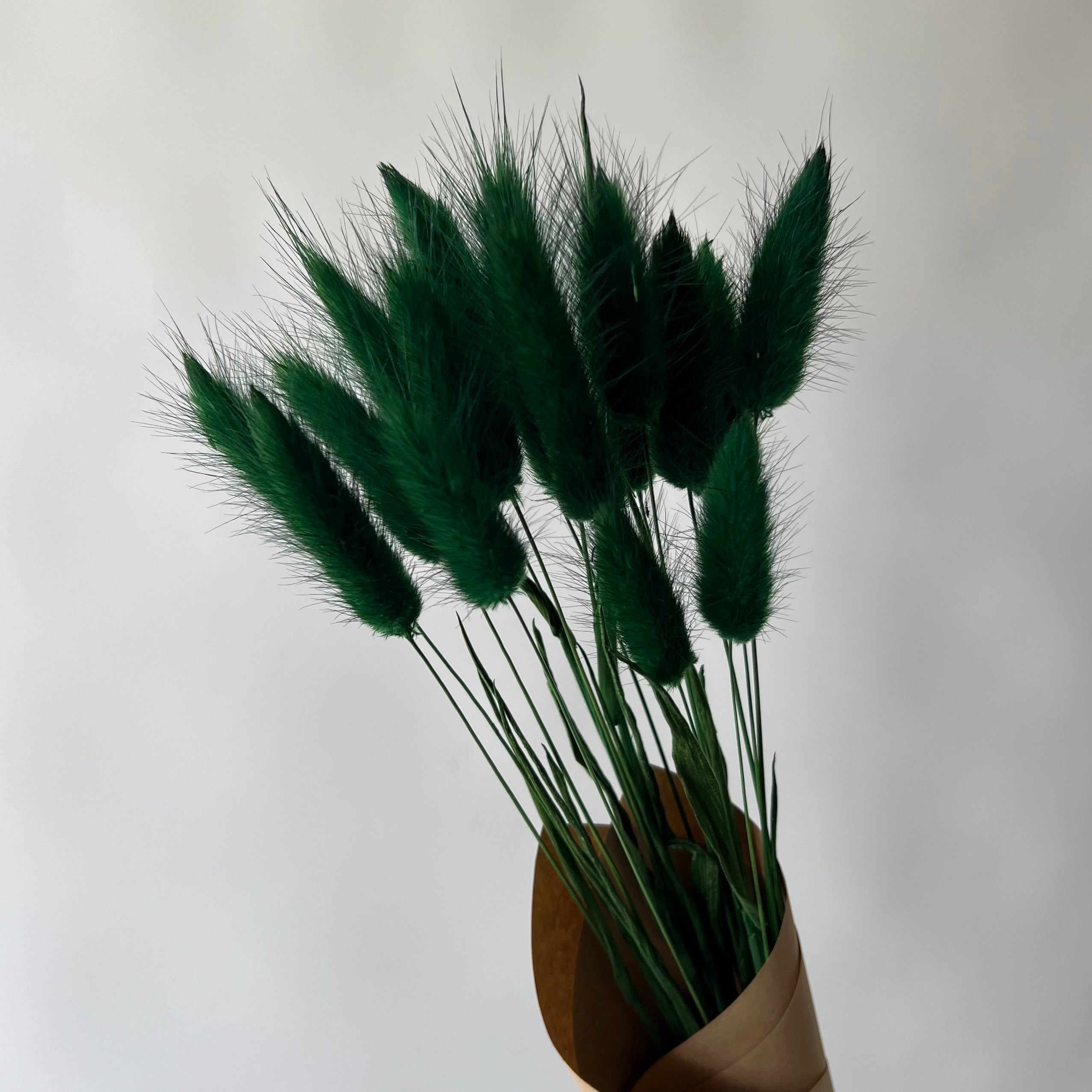 Lagurus vert forêt