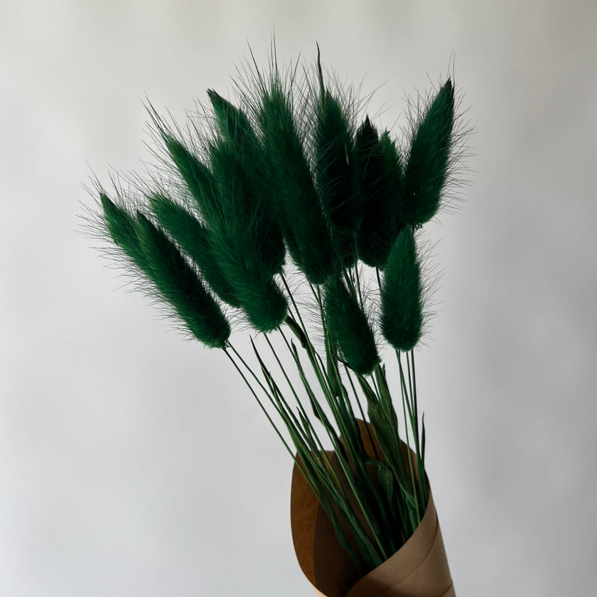 Lagurus vert forêt