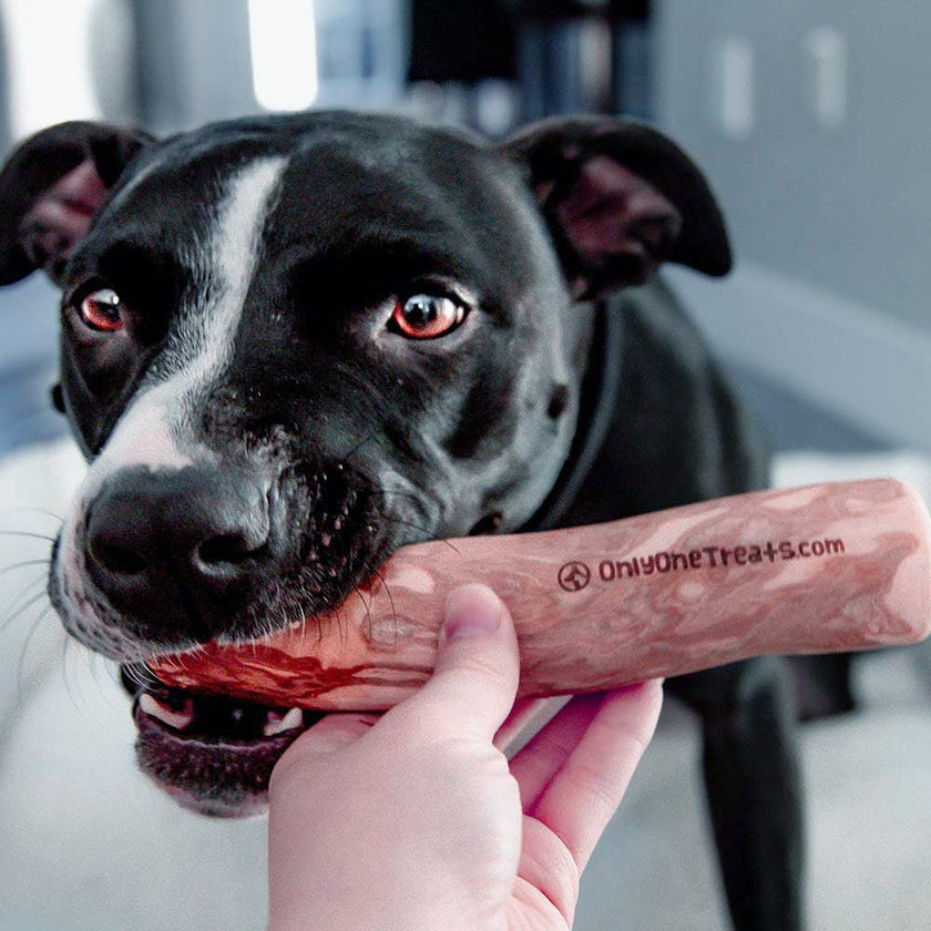 Large Coffee Wood Chew