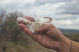 Isolant d'asclépiade au mètre ou demi-mètre