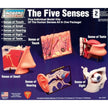 Lindberg 71315 The Five Senses (Touch, Smell, Hearing, Sight, Taste) Educational Kit (Level 2)