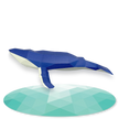 Humpback Whale