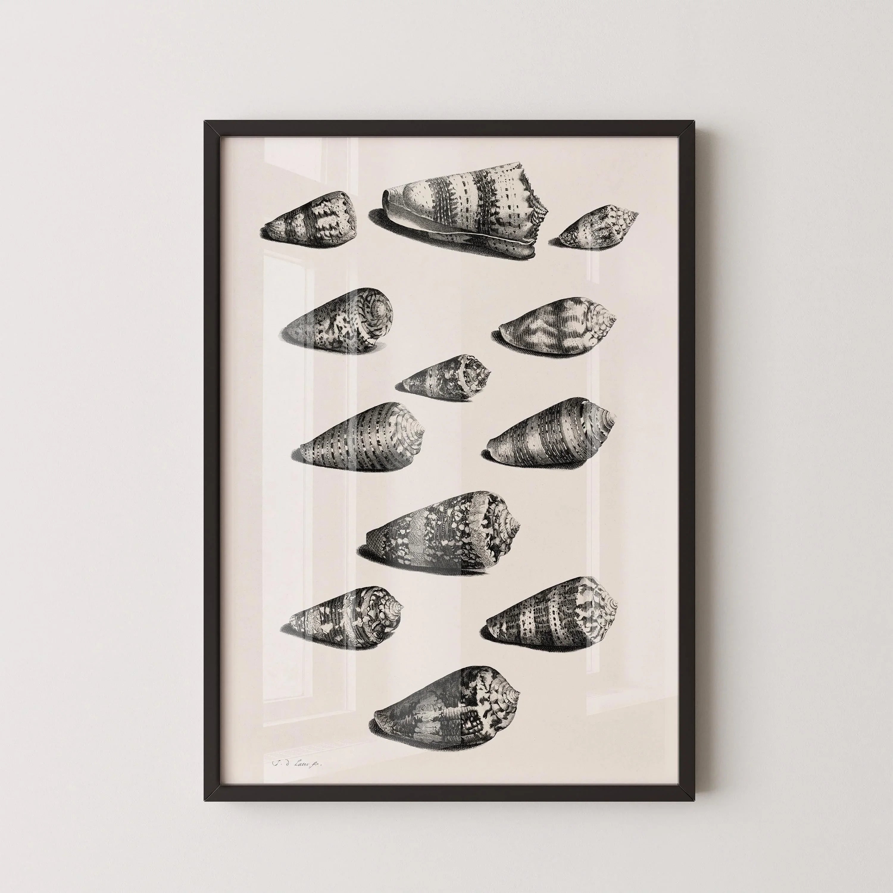 Maria Sybilla Merian Shells Print: Black and White Marine Life Art