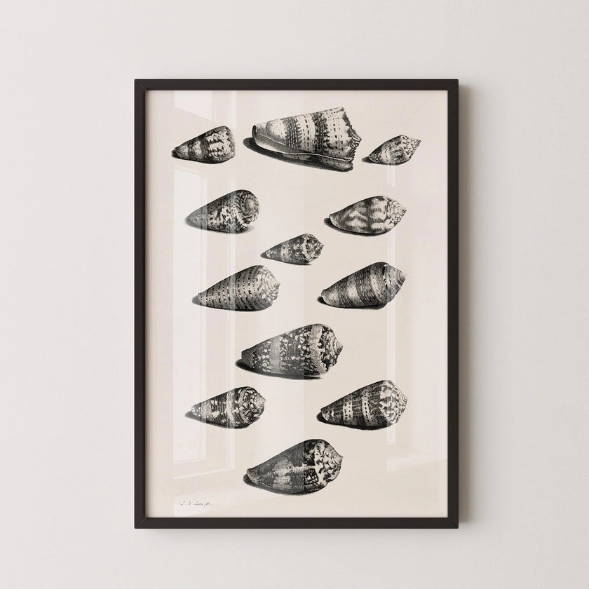Maria Sybilla Merian Shells Print: Black and White Marine Life Art