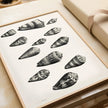Maria Sybilla Merian Shells Print: Black and White Marine Life Art