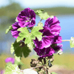 Mauve, fleur et feuille