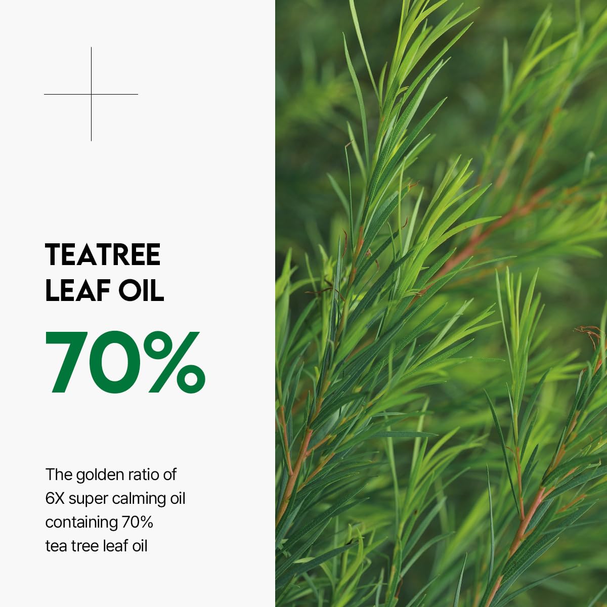 Mediheal Teatree Calming Moisture Ampoule 50ml