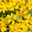 Mexican Mint Marigold