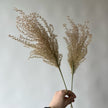 Miscanthus
