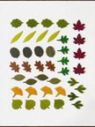 Woodland Leaves
