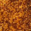 Mustard - Canadian Maple