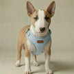 Denim Harness