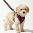 Plaid Leash