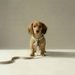 Tweed Leash