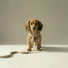 Tweed Leash