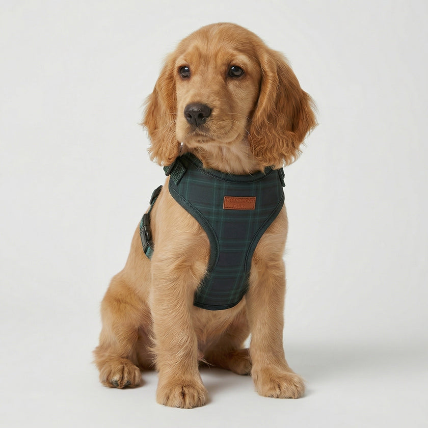 Plaid Harness