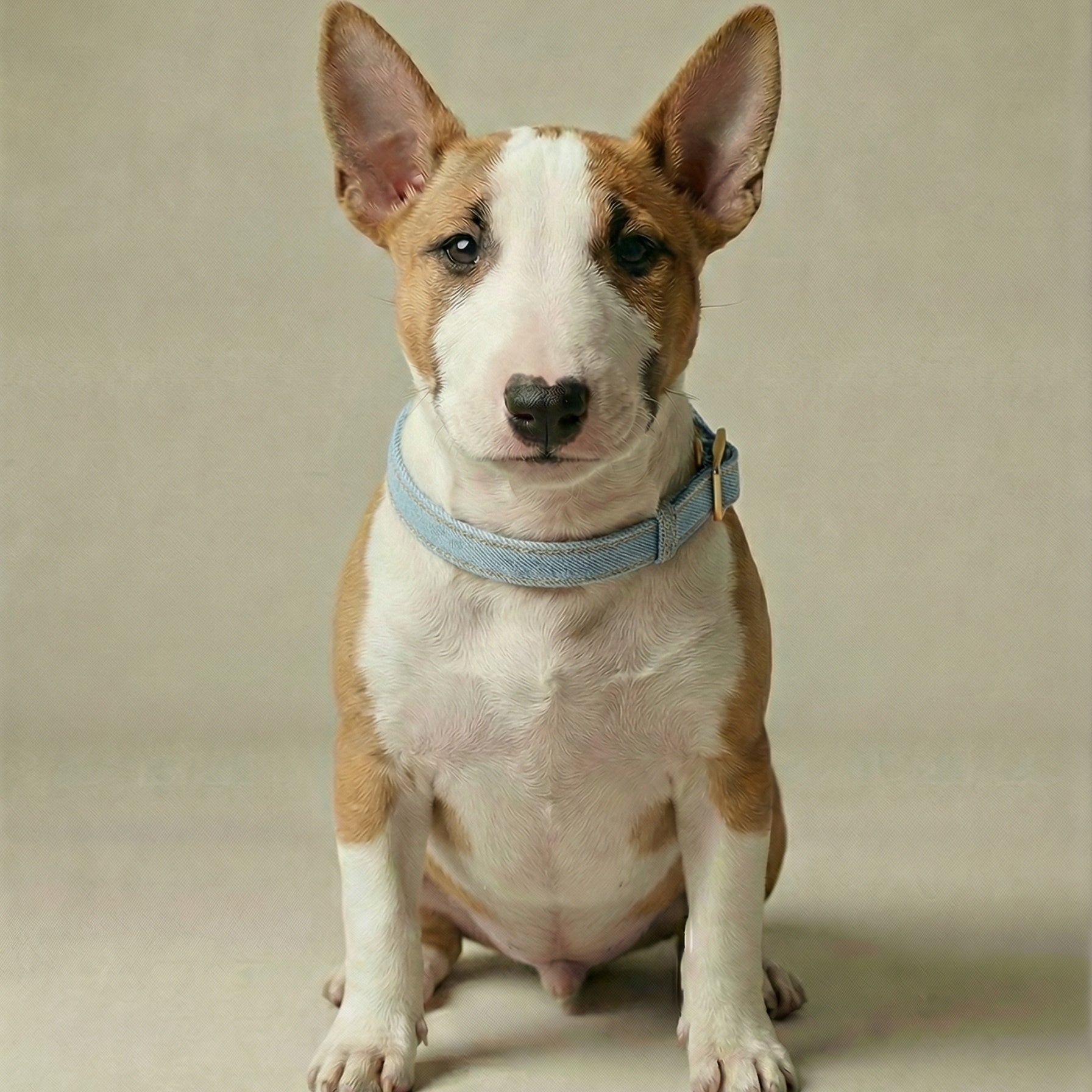 Denim Collar