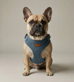 Denim Harness