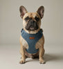 Denim Harness