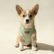 Tweed Harness