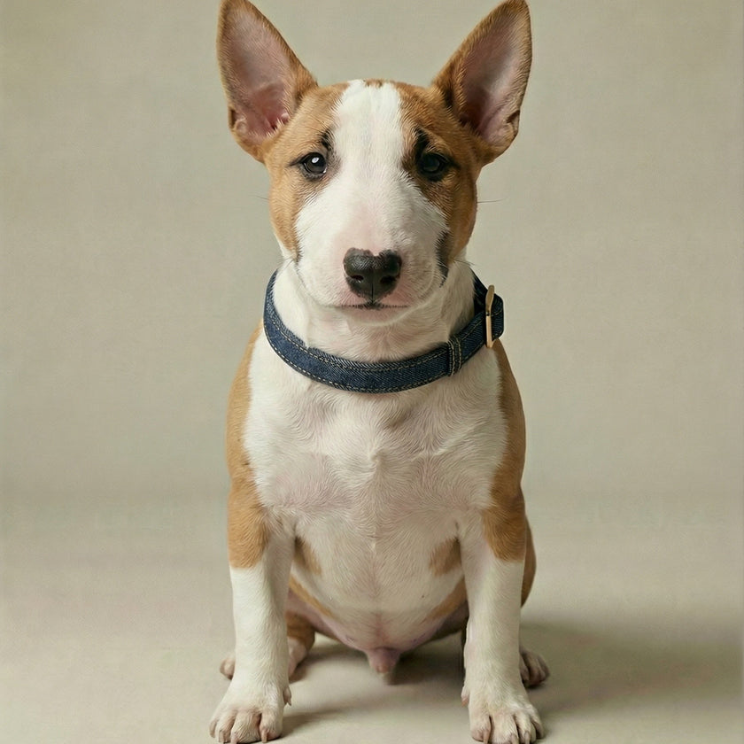 Denim Collar