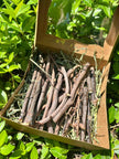 Bunny Chew Box: Apple, Kiwi, Currant & Gooseberry