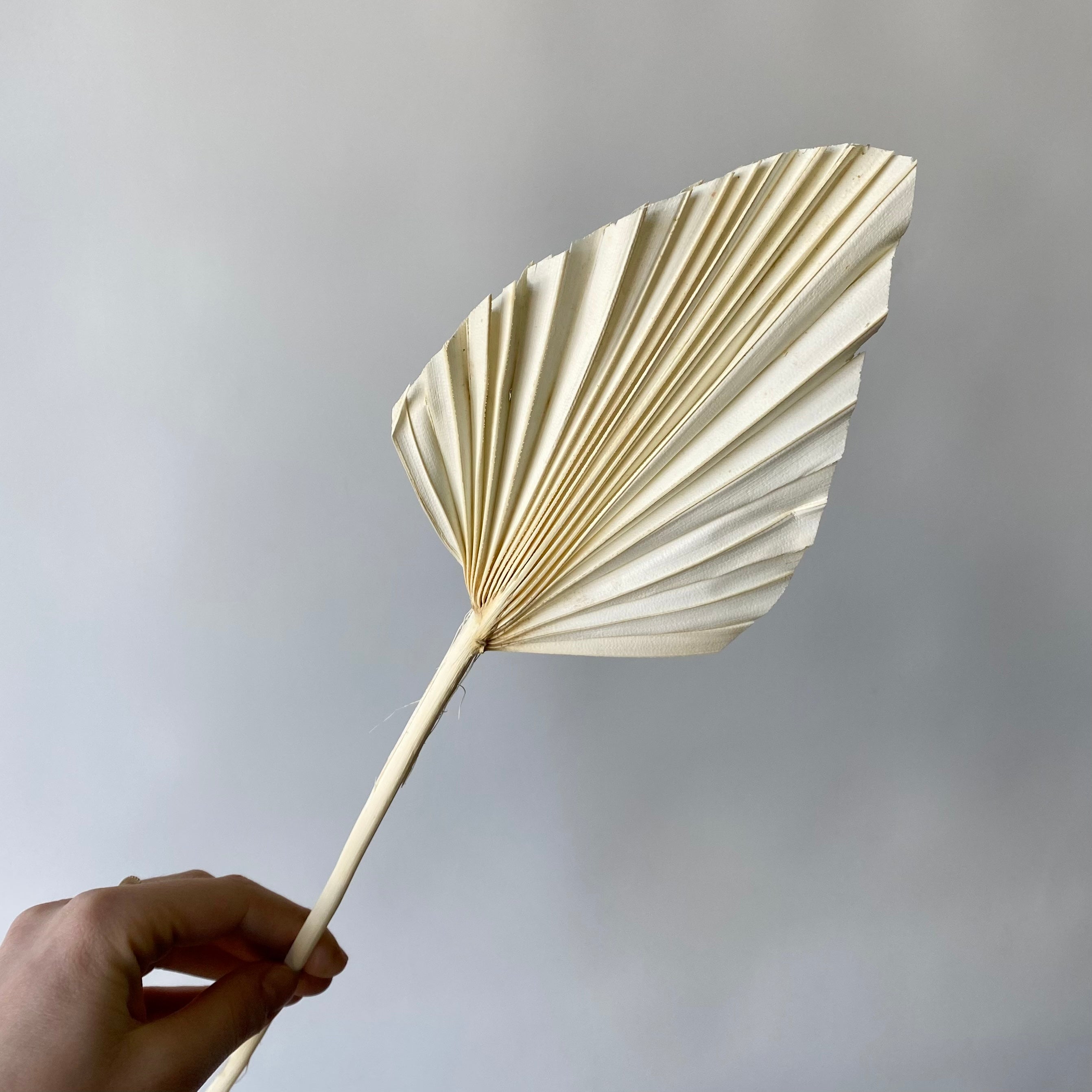 Palmetto blanc taillé
