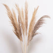Pampas naturel