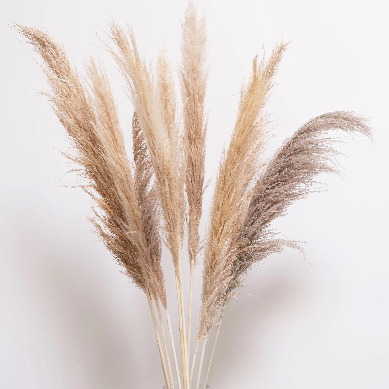 Pampas naturel