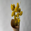 Phalaris jaunes