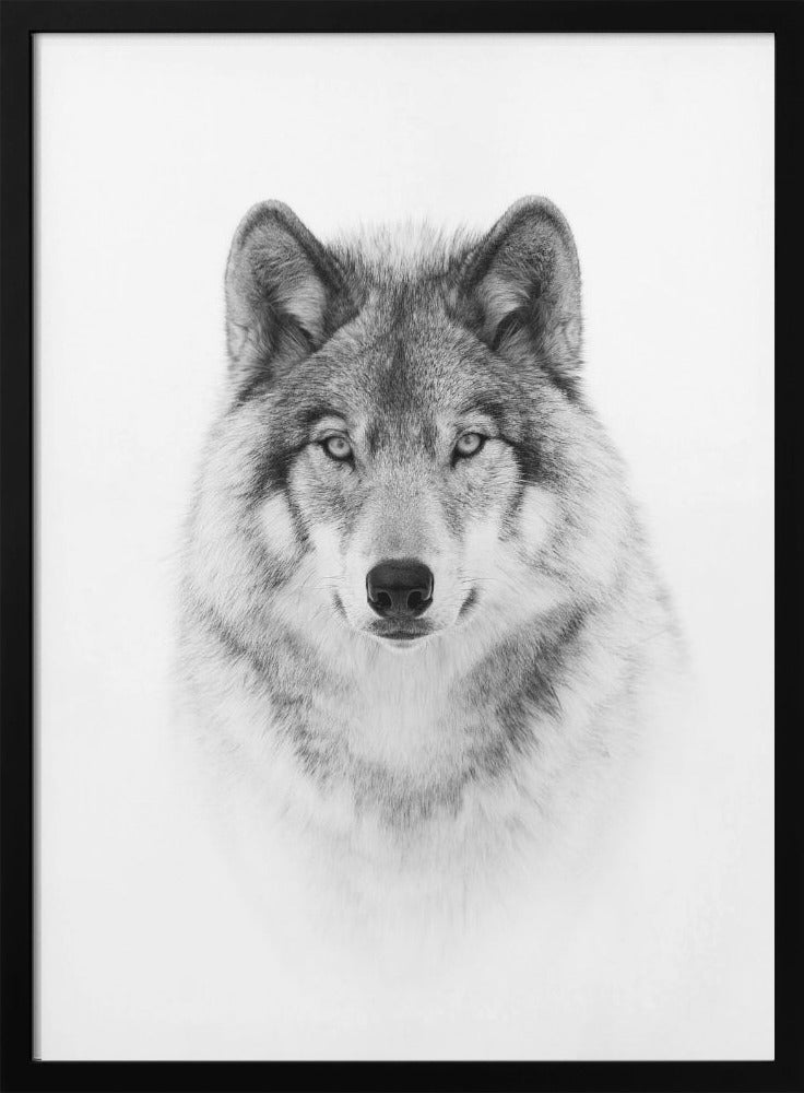 Portrait d'un loup des bois