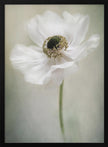 Blanc simple