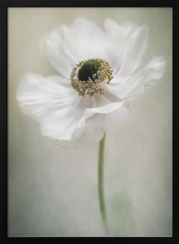 Blanc simple