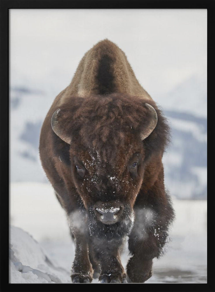 Wall Art Bison en approche