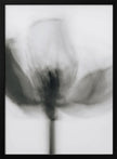 Wall art Mono Tulip