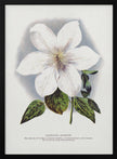 Wall Art Clematis Flower Lithograph