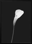 Wall art Calla | dark design