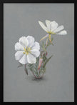 Wall Art Giant Helleborine (1880)