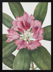 Wall Art Mountain Rose Bay (1932)