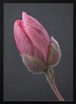 Wall art Tulipe Rose 1