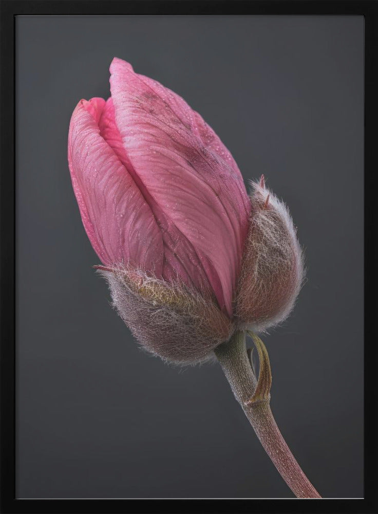 Wall art Tulipe Rose 1