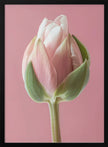 Art mural Tulipe rose