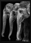 Art mural : Le chef-d'œuvre de la nature, un éléphant ; la seule grande chose inoffensive...