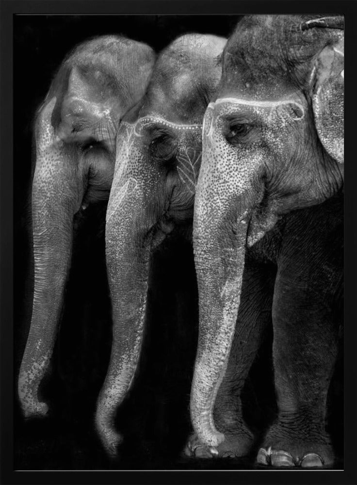 Art mural : Le chef-d'œuvre de la nature, un éléphant ; la seule grande chose inoffensive...
